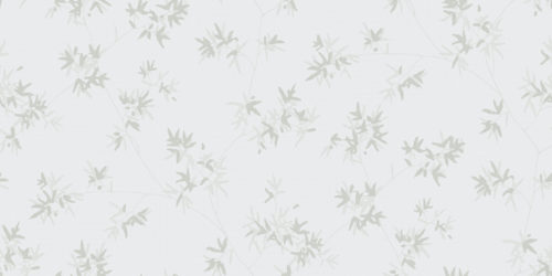 Japanese Maple  5328